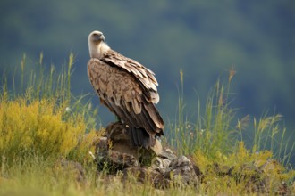 Griffon Vulture, Gyps fulvus, big birds of prey sitting on rocky mountain, nature habitat,
