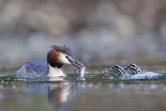 Great Crested Grebe (Podiceps cristatus) feeding chicks, North Rhine-Westphalia, Germany, Europe