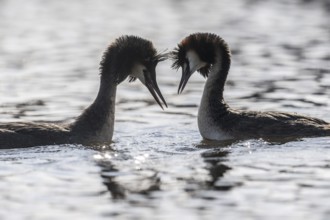 Great Crested Grebe (Podoceps cristatus), Emsland, Lower Saxony, Germany, Europe