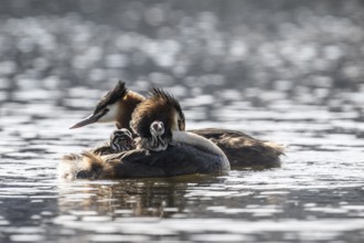 Great Crested Grebe (Podiceps Scalloped ribbonfish) with juveniles, Emsland, Lower Saxony, Germany,