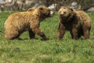 Two bears in a meadow in a playful dialogue, brown bear (Ursus arctos), Germany, Europe