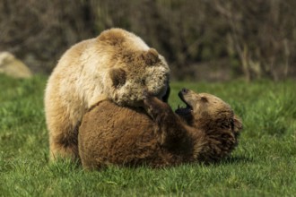 Two bears play with each other in the green grass and are on the move, brown bear (Ursus (arctos),