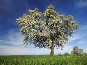 Flowering pear tree (Pyrus communis), Beinwil, Freiamt, Canton Aargau, Switzerland, Europe