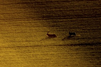 European brown hare (Lepus europaeus) two adult animals running in a farmland cereal field,