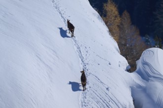 Two chamois (Rupicapra rupicapra), walking along a snowy mountain slope, surrounded by trees in the