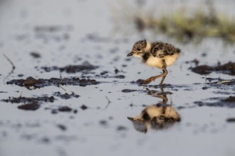 Young lapwing (Vanellus vanellus), Lower Saxony, Germany, Europe