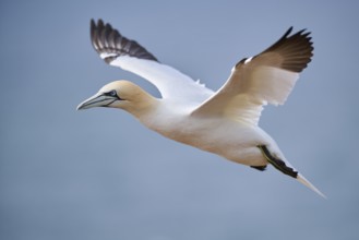 Northern gannet (Morus bassanus) flying over the sea, wildlife, Helgoland, Germany, Europe