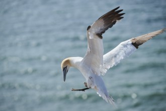 Northern gannet (Morus bassanus) flying over the sea, landing, wildlife, Helgoland, Germany, Europe