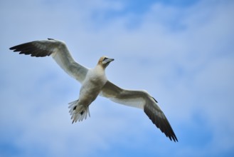 Northern gannet (Morus bassanus) flying in the sky, wildlife, Helgoland, Germany, Europe