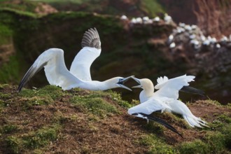 Northern gannet (Morus bassanus) arguing with each other on the ground, wildlife, Helgoland,