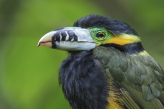 Spot-billed Toucanet (Selenidera maculirostris) feeding on palm fruits in the Atlantic rainforest