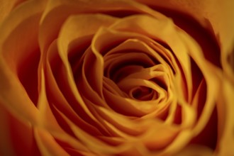 Yellow-orange blossom of a rose (Rosa)