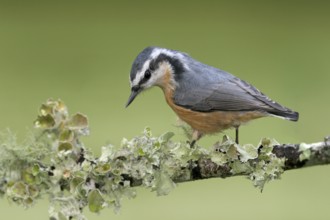 Red-breasted Nuthatch (Sitta canadensis), Ohio, USA, North America