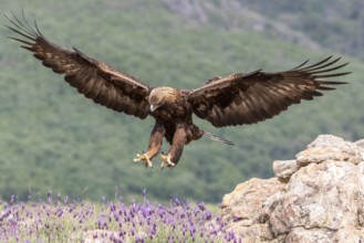 Golden Eagle (Aquila chrysaetos) landing, Madrid, Spain, Europe