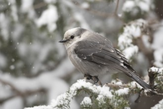 Grey Jay (Perisoreus canadensis) perched on a snowy branch, Wyoming, USA, North America