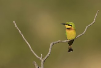 Dwergbijeneterzittend op tak, Little Bee-eater on pearch