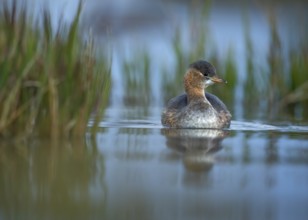 Little Grebe (Tachybaptus ruficollis) juvenile, Gauteng, South Africa, Africa