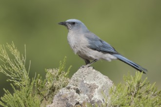Mexican Jay (Aphelocoma wollweberi) perched on a rock, Arizona, USA, North America