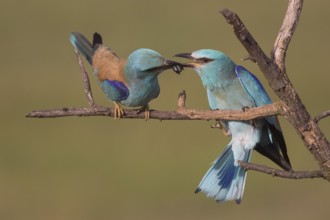European Roller (Coracias garrulus) male with a beetle as a bridal gift for the female, Subotica,