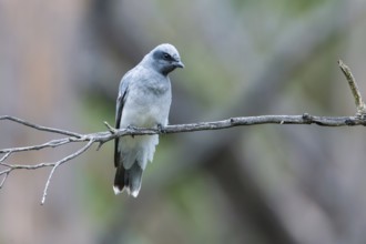 Black-faced Cuckooshrike (Coracina novaehollandiae) juvenile perched on a branch, Victoria,