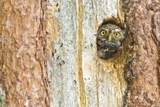 Eurasian Pygmy Owl (Glaucidium passerinum) female looking out of breeding cavity looking out of