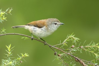 Brown Gerygone (Gerygone mouki), Victoria, Australia, Oceania