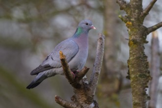 Stock Dove (Columba oenas), North Rhine-Westphalia, Germany, Europe
