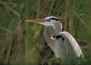 A portrait of a Great Blue Heron in a cattail marsh in Everglades National Park Florida