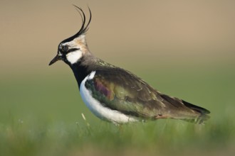 Northern Lapwing (Vanellus vanellus), Schleswig-Holstein, Germany, Europe