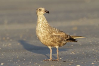 American Herring Gull (Larus smithsonianus), Florida, USA, North America