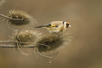 European Goldfinch (Carduelis carduelis), Rhineland-Palatinate, Germany, Europe