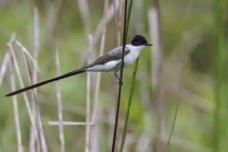 Fork-tailed Flycatcher (Tyrannus savana) perched on a branch in the Atlantic rainforest of