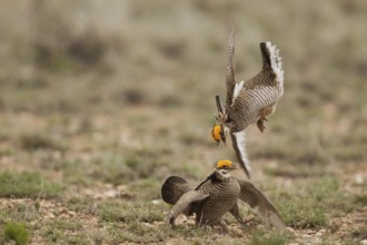 Lesser Prairie Chicken (Tympanuchus pallidicinctus) male, New Mexico, USA, North America