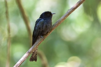 Square-tailed Drongo-Cuckoo (Surniculus lugubris) perched on a branch, Di Linh, Vietnam, Asia