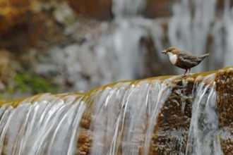 White-throated Dipper, Cinclus cinclus, brown bird with white throat in the river, waterfall in the