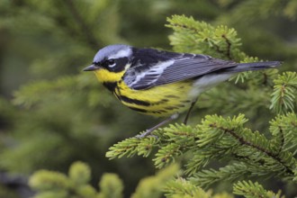 Magnolia Warbler (Setophaga magnolia), West Virginia, USA, North America