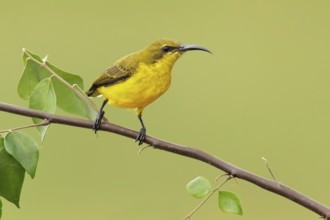 Olive-backed Sunbird (Cinnyris jugularis) female, Queensland, Australia, Oceania