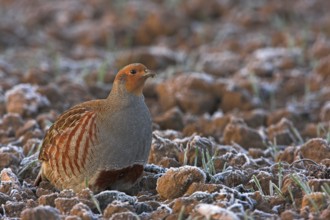 Grey Partridge (Perdix perdix) male, Rhineland-Palatinate, Germany, Europe