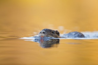Nutria, Myocastor coypus Coypu, Myocastor coypus