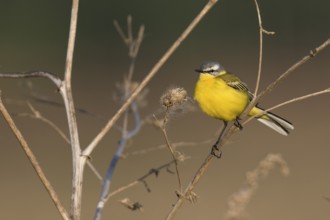 Sykes Wagtail - Schafstelze - Motacilla flava ssp. beema, Russia, adult male, Europe