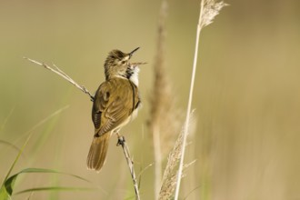 Great Reed Warbler (Acrocephalus arundinaceus) singing, Castile-La Mancha, Spain, Europe