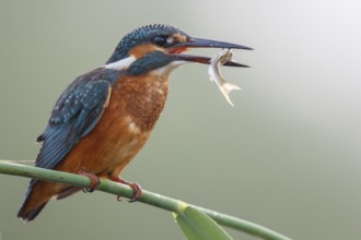 Common Kingfisher (Alcedo atthis) female perched on reed with captured fish in its beak, North