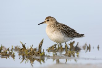 Sharp-tailed Sandpiper (Calidris acuminata) foraging, Victoria, Australia, Oceania