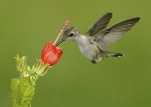 Ruby-throated Hummingbird (Archilochus colubris), Texas, USA, North America