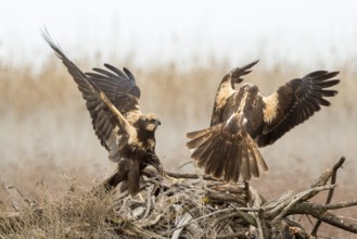 Western Marsh Harrier (Circus aeruginosus) female quarreling, Castile-La Mancha, Spain, Europe