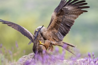 Black Kite (Milvus migrans) fighting, Madrid, Spain, Europe