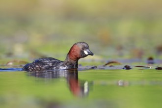 Little Grebe (Tachybaptus ruficollis), North Rhine-Westphalia, Germany, Europe