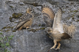 Eurasian Eagle-Owl (Bubo bubo) juveniles, North Rhine-Westphalia, Germany, Europe