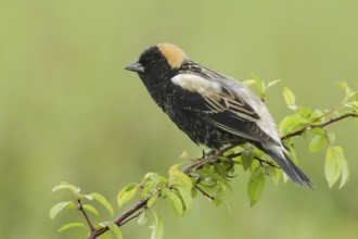 Bobolink (Dolichonyx oryzivorus), Ohio, USA, North America