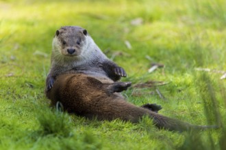 An otter sits on the meadow and looks directly into the camera, European otter (Lutra lutra),